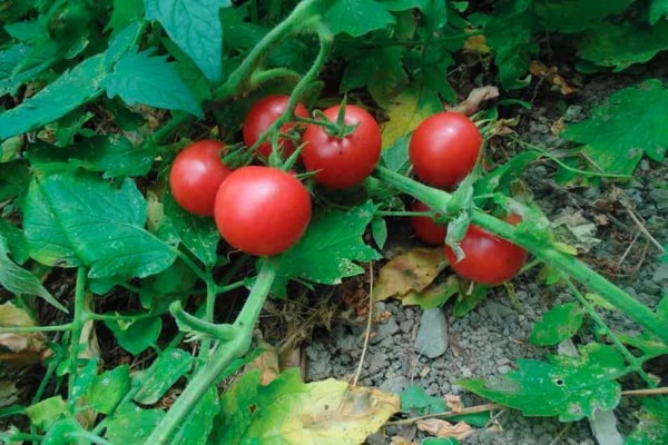La Tomatera 1